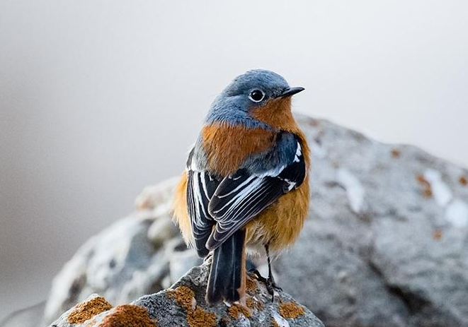  p>贺兰山红尾鸲(学名: i>phoenicurus alaschanicus /i>)是鹟科,红尾