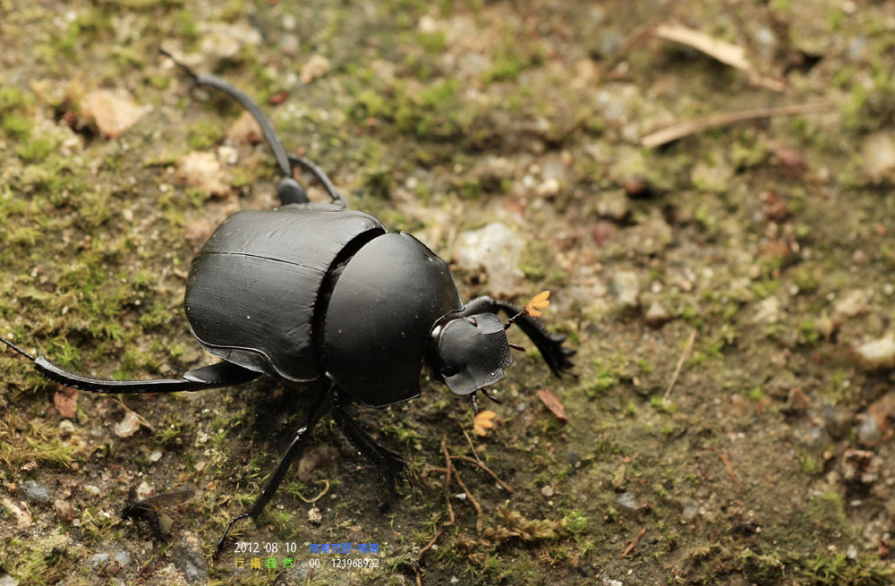  p>蜣螂(qiāng láng,英文dung beetle)俗称屎壳郎(shǐ ke làng)
