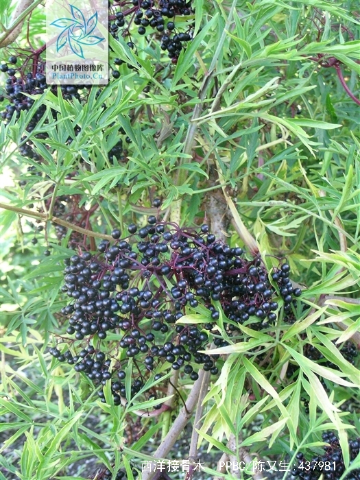 sambucus nigra