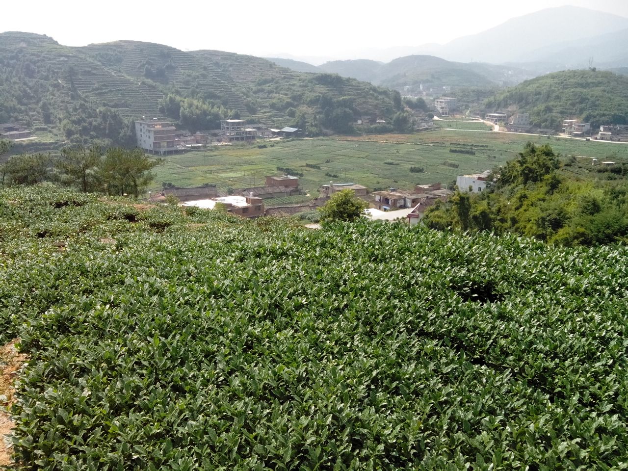  p>安溪县 a target="_blank" href="/item/长坑乡/1935335" data