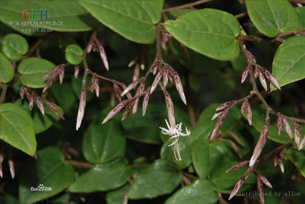  p> b>白背兔儿风  i>ainsliaea pertyoidesvar.