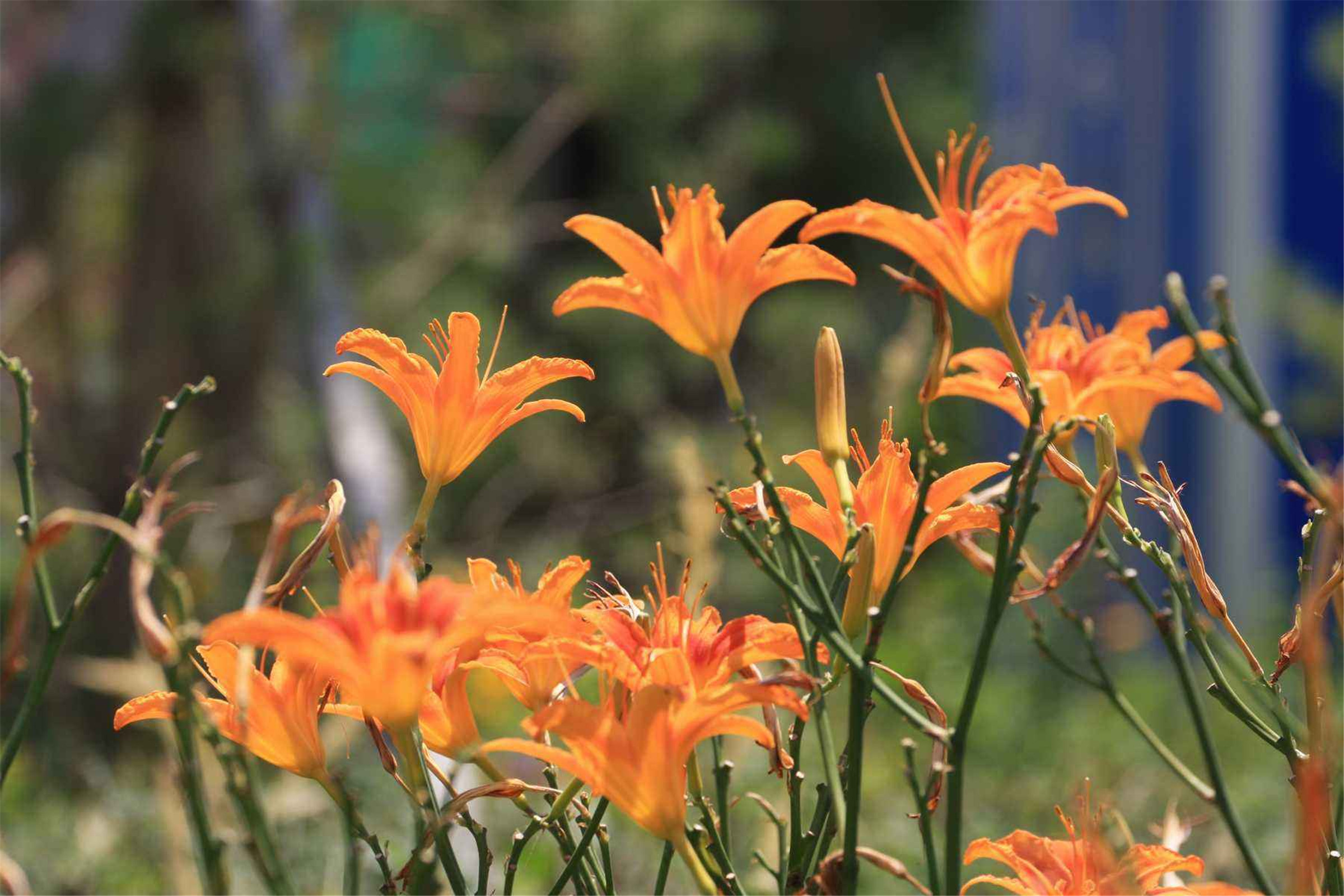  p> b>北萱草 /b>( a href="#" data-lemmaid="8074290">学名 /a>: i>