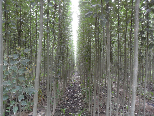  p>新疆杨(学名: i>populus alba /i> var.  i>pyramidalis /i> bge.