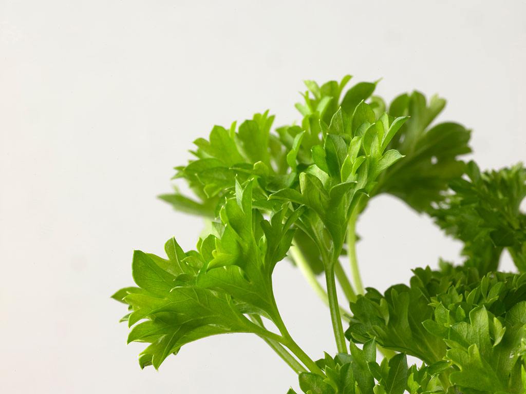  p>欧芹属,学名petroselinum hill , a target="_blank" href="/item