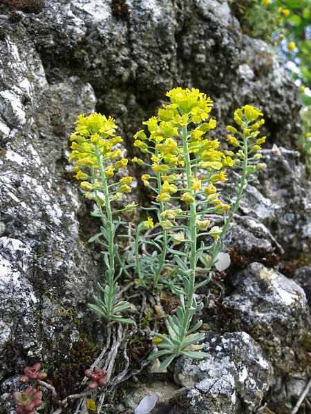  p>球果庭荠(alyssum fedtschenkoanum)十字花科庭荠属多年生草本,呈