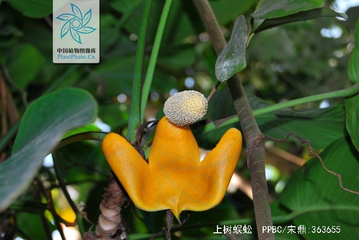  p> b>上树蜈蚣 /b>(学名: i>rhaphidophora lancifolia /i>):是单子