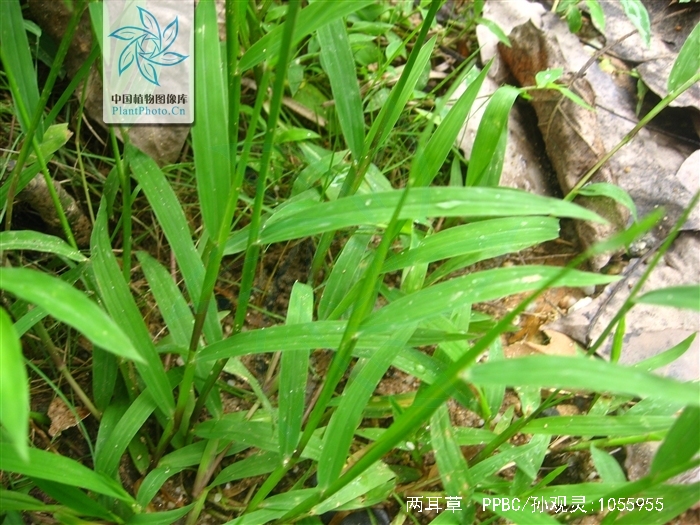  p>两耳草(学名: i>paspalum conjugatum /i> berg.