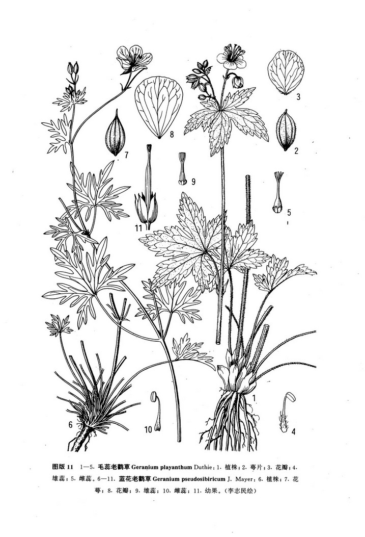 geranium pseudosibiricum