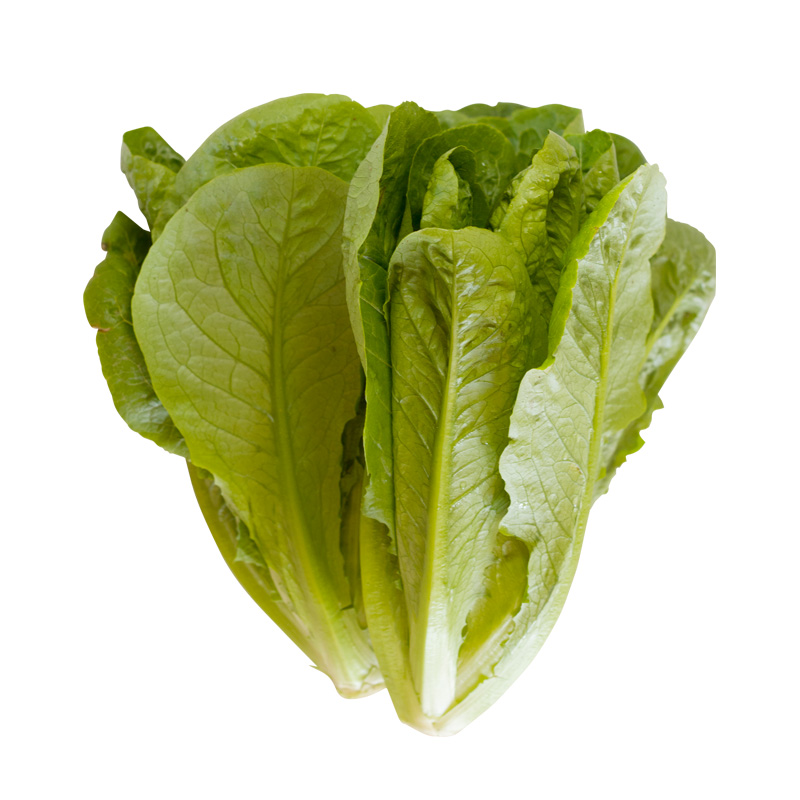 罗马直立生菜