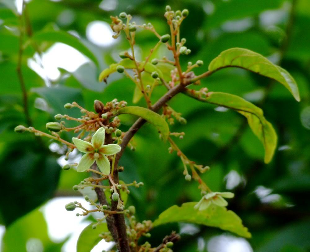  p>苹婆(学名:sterculia nobilis smith ), a target="_blank" href="