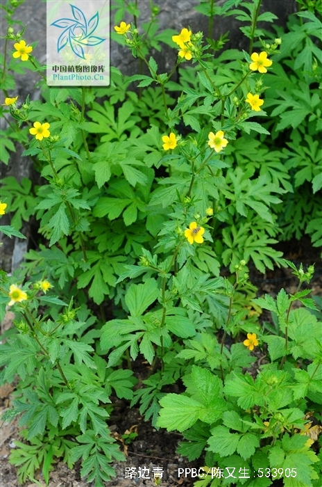  p>路边青(学名: i>geum aleppicum /i> jacq.