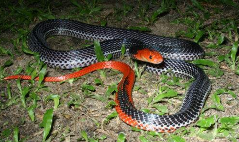红头环蛇