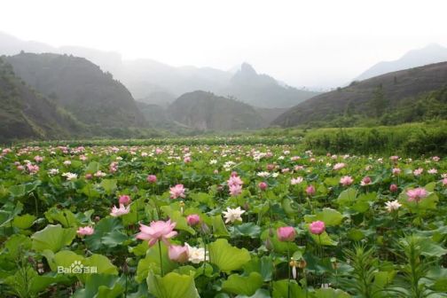 中国最美莲乡---江西石城