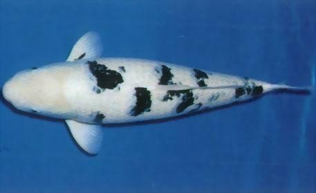  a target="_blank" href="/item/别光锦鲤/8958501"