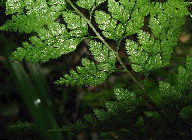  p>草叶耳蕨( a target="_blank" href="/item/学名/8074290" data