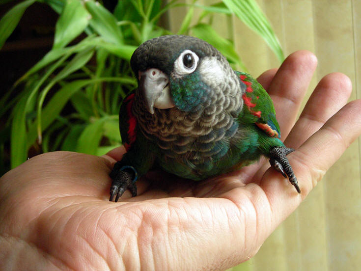  p>珍珠锥尾鹦鹉(学名:pyrrhura lepida)是典型的 a href="#" data