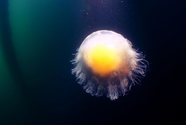  p>煎蛋水母(学名:phacellophora camtschatica)是钵水母纲的海洋生物