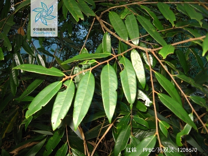  p>红锥( i>castanopsis hystrix /i>  miq.),乔木,高达25米,胸径1.