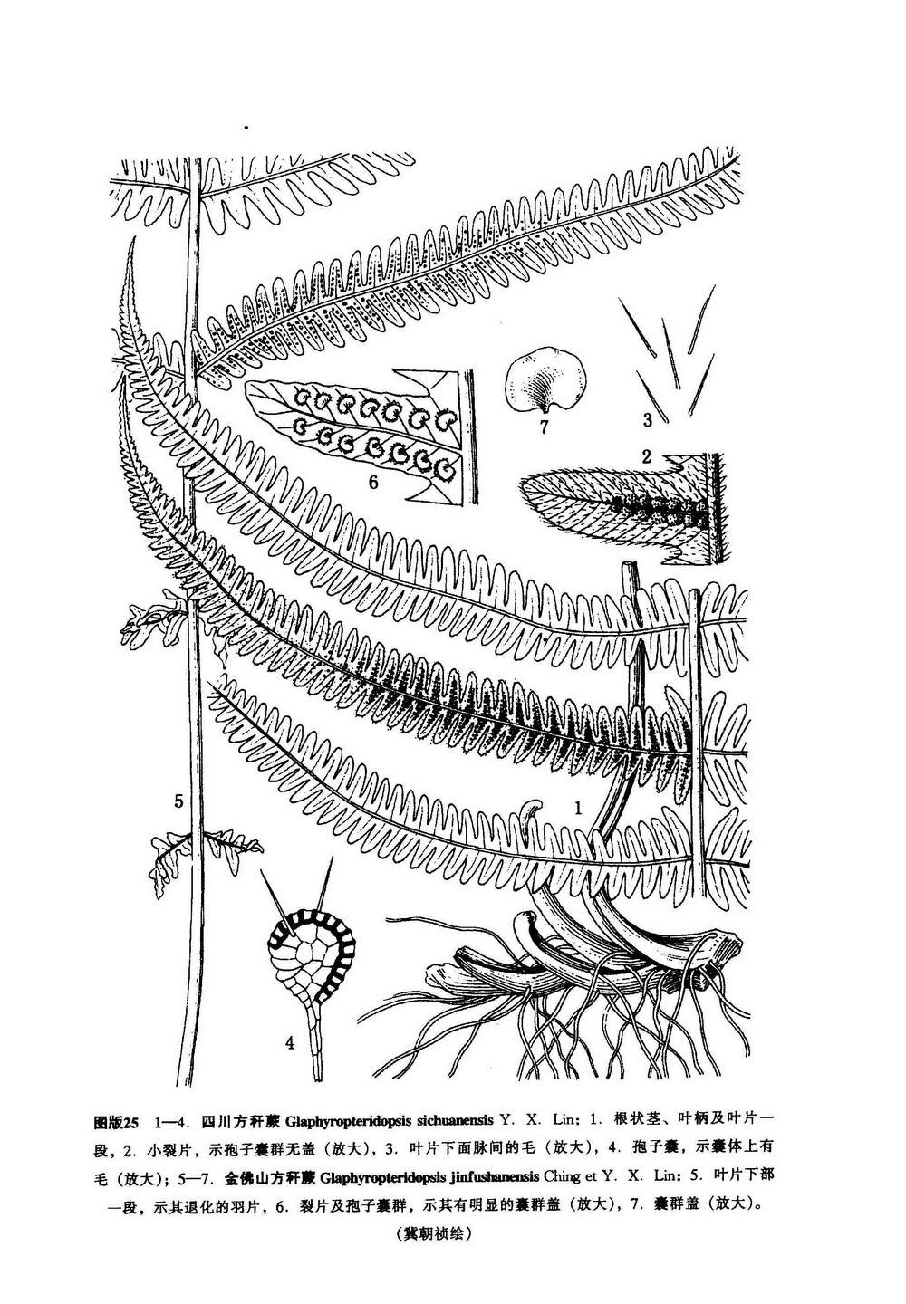  p>金佛山方秆蕨(学名:glaphyropteridopsis jinfushanensis)是金星蕨