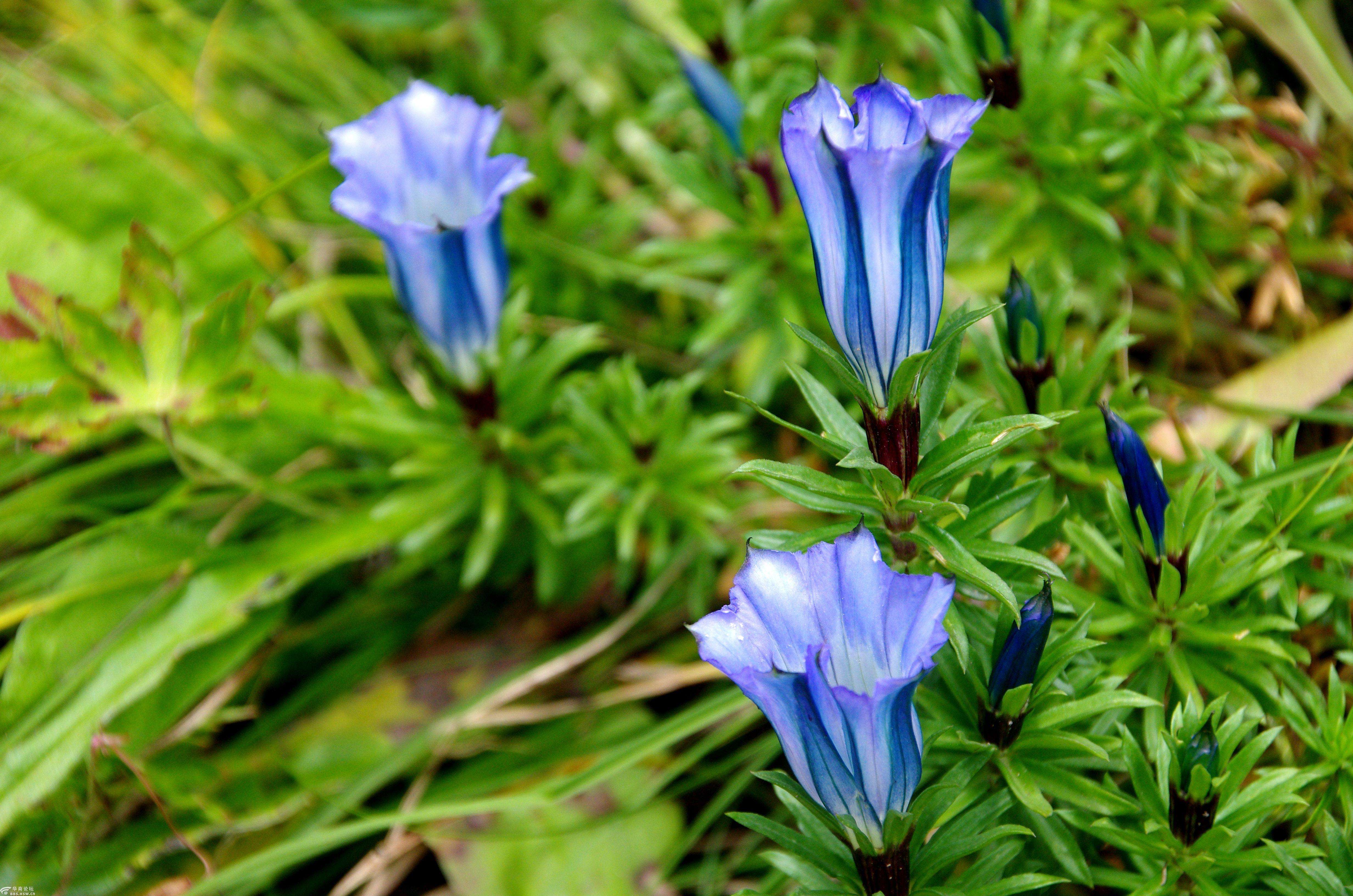  p>华丽龙胆(学名: i>gentiana sino-ornata /i> balf. f.