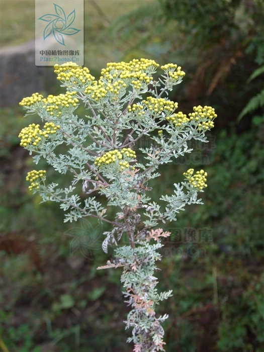  p> b>多花亚菊 /b>(学名: i>ajania myriantha /i>)为 a target="