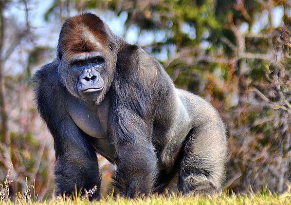  p>西非低地大猩猩(学名: i>gorilla gorilla gorilla /i>), a target