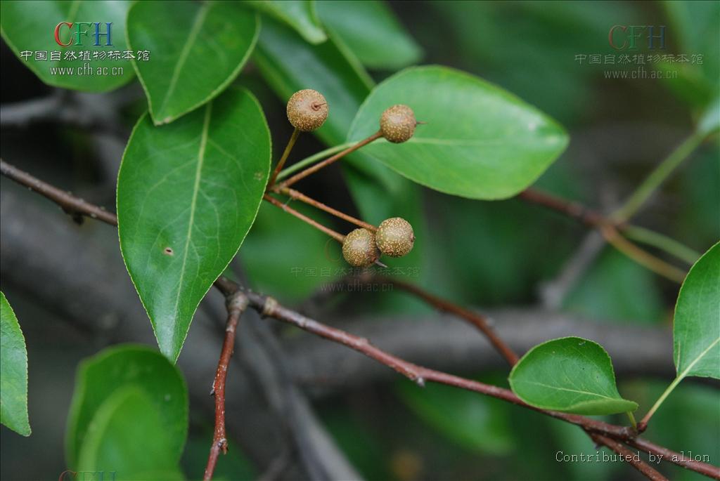 a. dc.)小乔木或灌木,高3-10米;小枝粗壮,圆柱状;芽被灰白色绢毛.