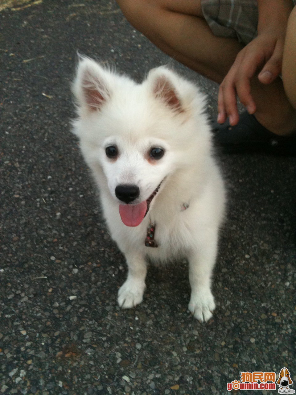 爱斯基摩犬