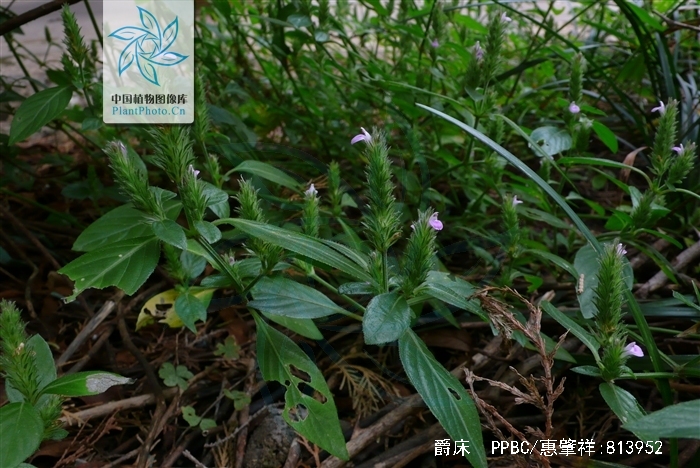 椭圆形或广披针形, a target="_blank" href="/item/穗状花序/795793"