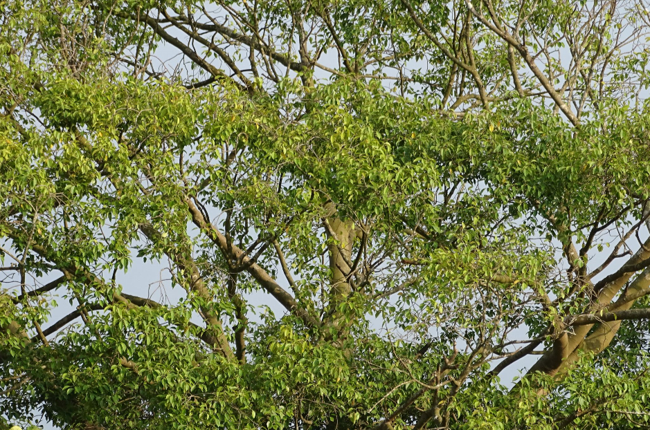  p>绿黄葛树(学名: i>ficus virens  /i>aiton)是桑科,榕属落叶乔木