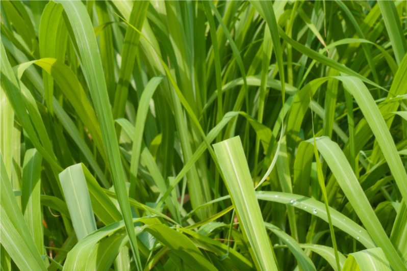  p>玫瑰草是 a>禾本科 /a> a>被子植物门 /a>的一种大量生长的野草.