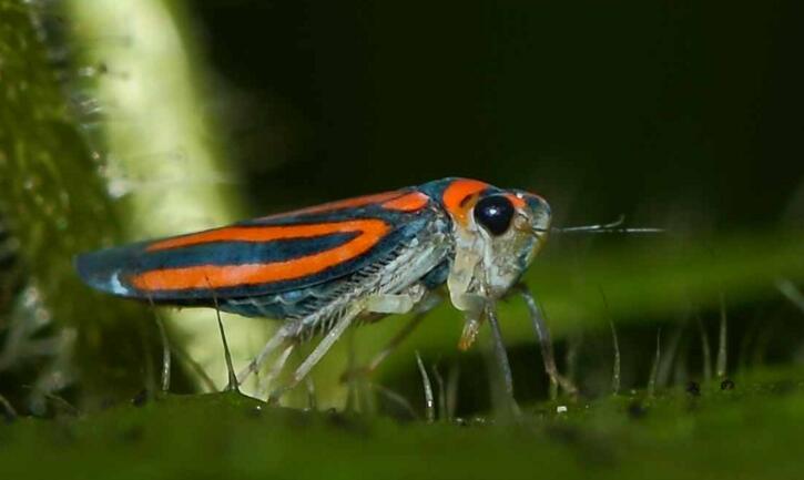  p> b>叶蝉科 /b>(cicadellidae ,leafhoppers sharpshooters )是 a