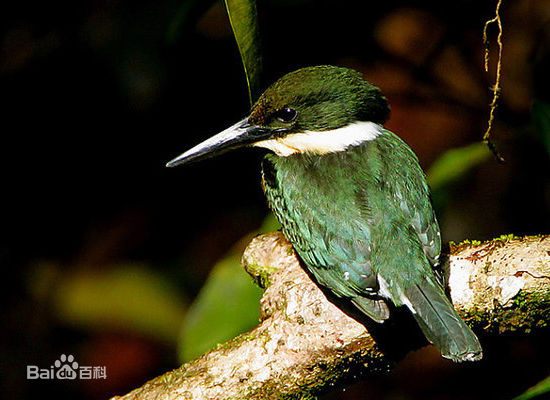  p>翠鸟科(学名: i>alcedinidae /i>)有18属94种.