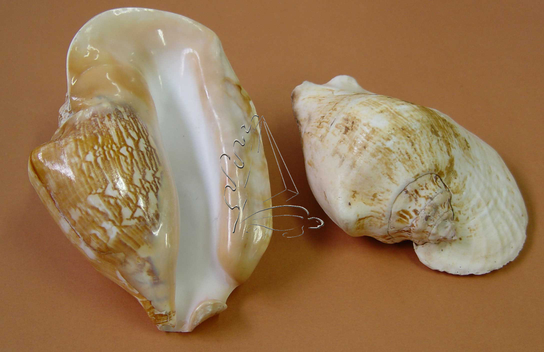 壳厚实,轴唇滑层厚,外翻,螺层有大而圆的瘤.