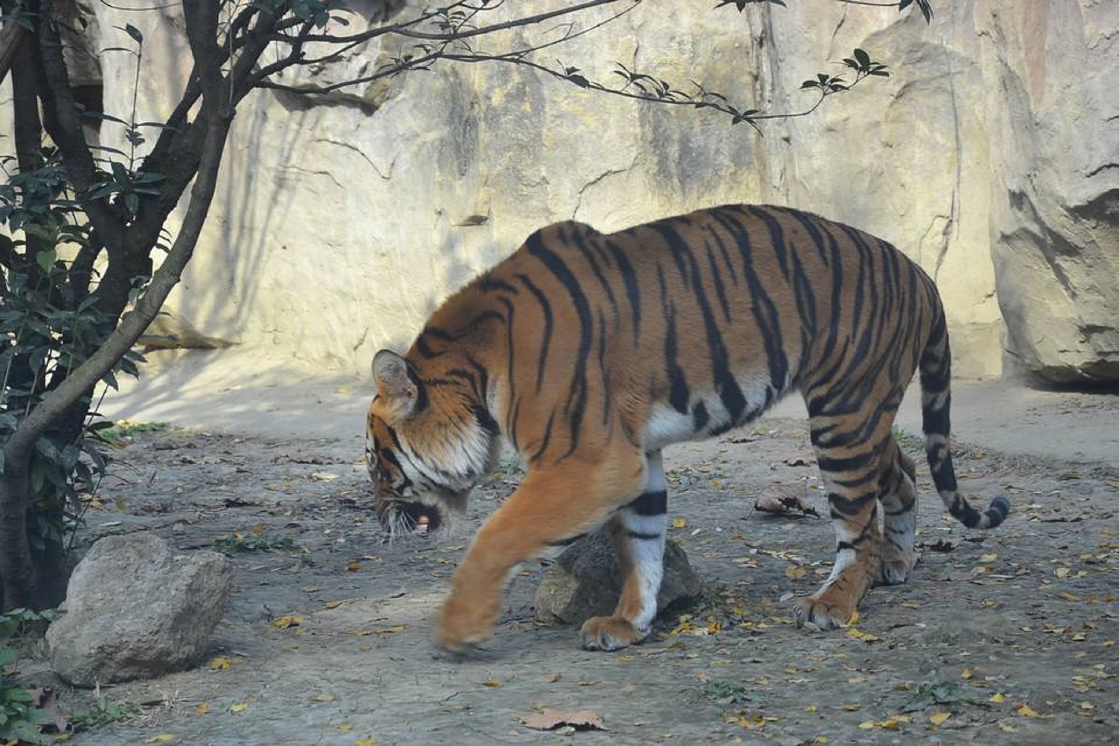 target="_blank" href="/item/成都市">成都市 /a>动物园位于四川省