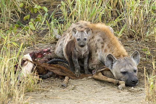  p>斑鬣狗(学名: i>crocuta crocuta /i>):又名斑点鬣狗,体长约95-160