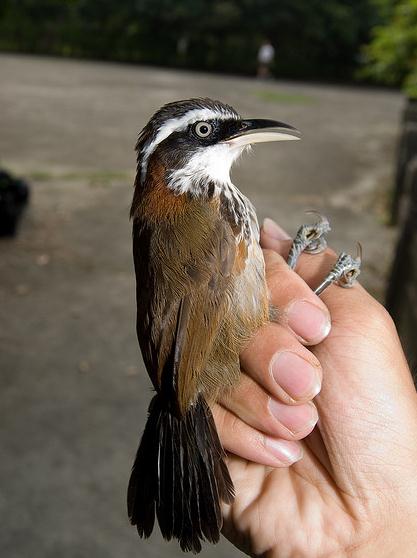 i>pomatorhinus ruficollis/i)是画眉科,钩嘴鹛属小型鸟类,体长16