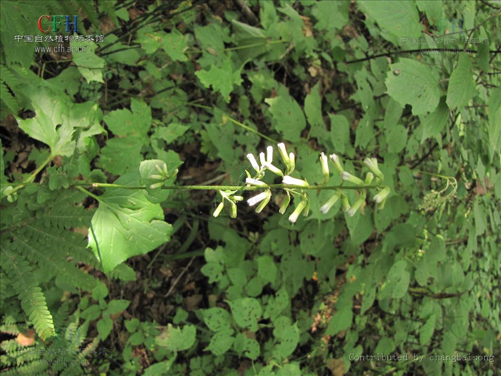 parasenecio forrestii