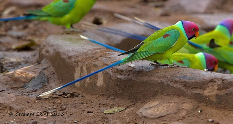  p>紫红头鹦鹉(学名: i>psittacula cyanocephala /i>)是 a target="