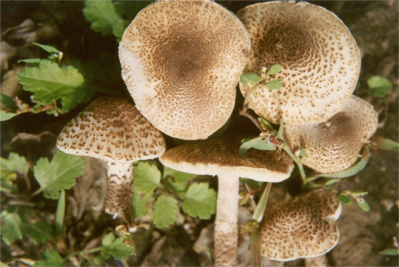  p>肉褐鳞环柄菇有毒,分布在 a href="#" data-lemmaid="65777">河北 