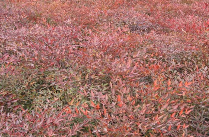 冬日 火焰 南天竹的另类用途 百科ta说