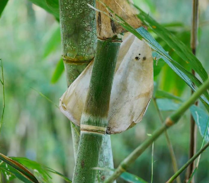  p data-id="tbvfcqxfrzfp">版纳甜龙竹( i>d