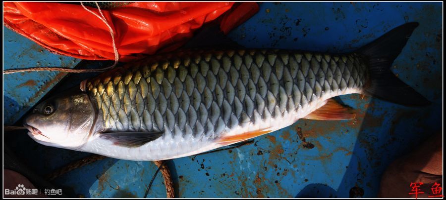 背鳍硬刺粗壮,具弱锯齿,起点在腹鳍起点的后上方.
