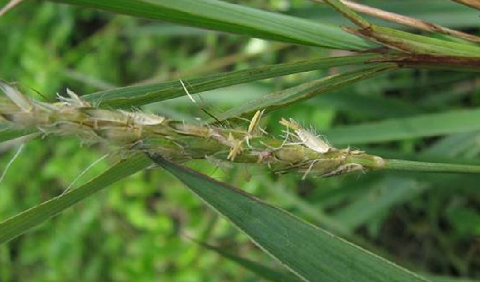  p>毛俭草属是禾本科,高粱族, a target="_blank" href="/item/筒轴茅