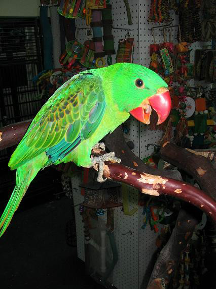  p>巨嘴鹦鹉(学名:tanygnathus megalorynchos)在鹦鹉养殖业中,巨嘴