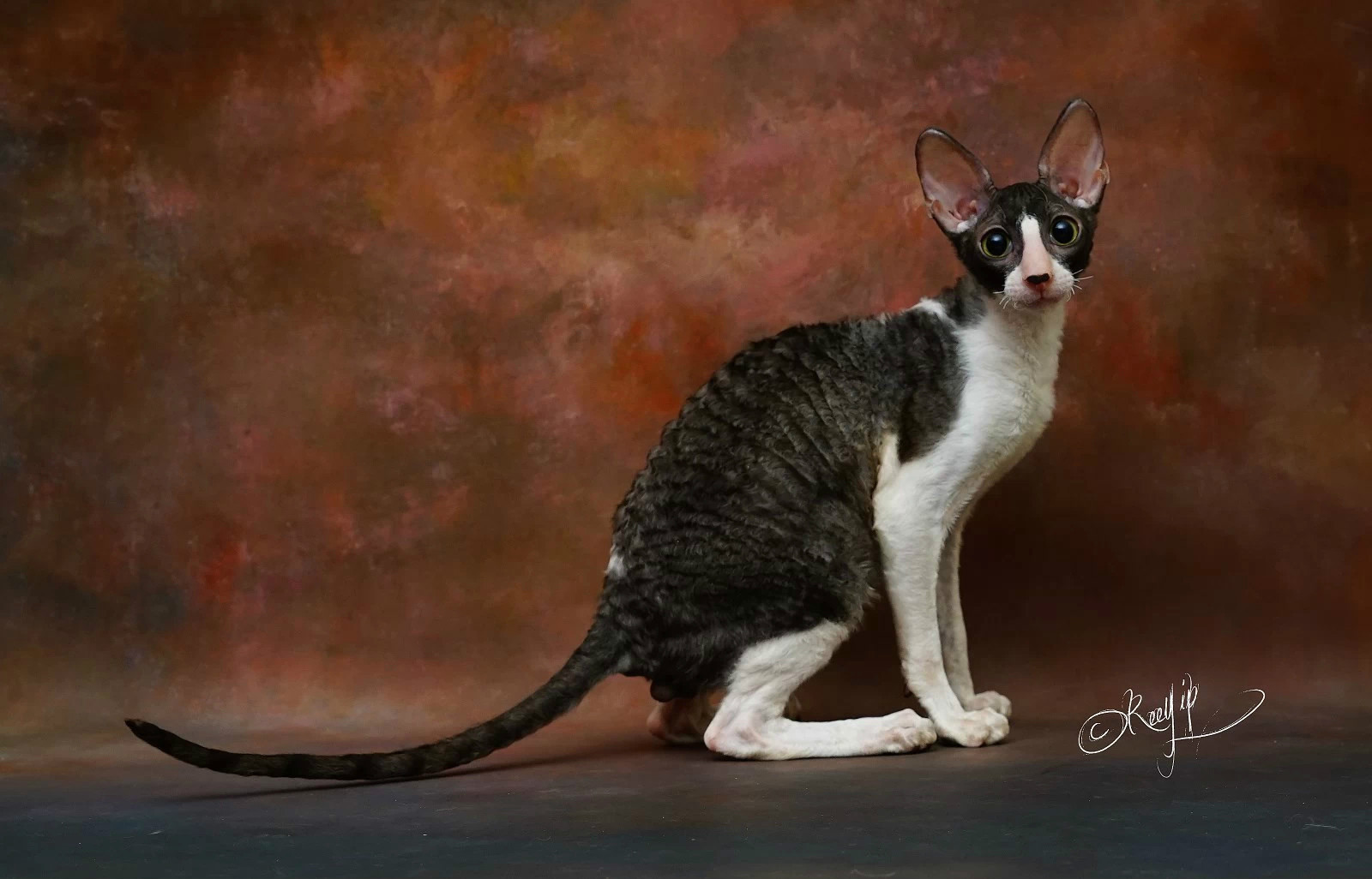 p>柯尼斯卷毛猫(cornish rex),是源出于 a href="#" data-lemmaid="