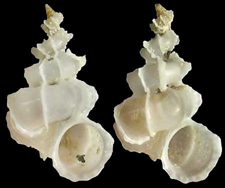  p>蕾丝海蛳螺是一种海蛳螺科,cycloscala属类生物.螺壳尺寸5 mm.