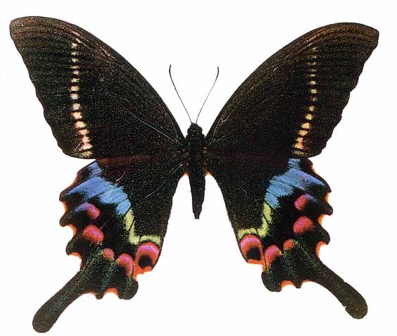  p>台湾宽尾凤蝶又名阔尾凤蝶,宽尾凤蝶.