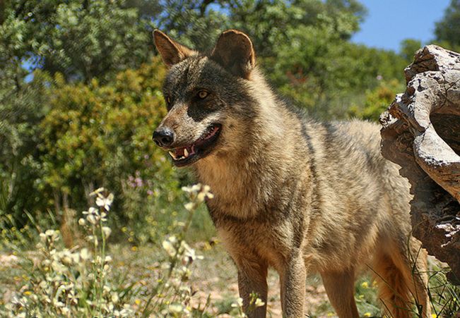  p>伊比利亚狼(学名: i>canis lupus signatus /i>)是灰狼的亚种之一