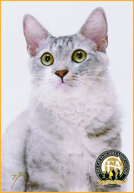  p data-id="gnb7mesz0n">拉波卷毛猫,英文名l